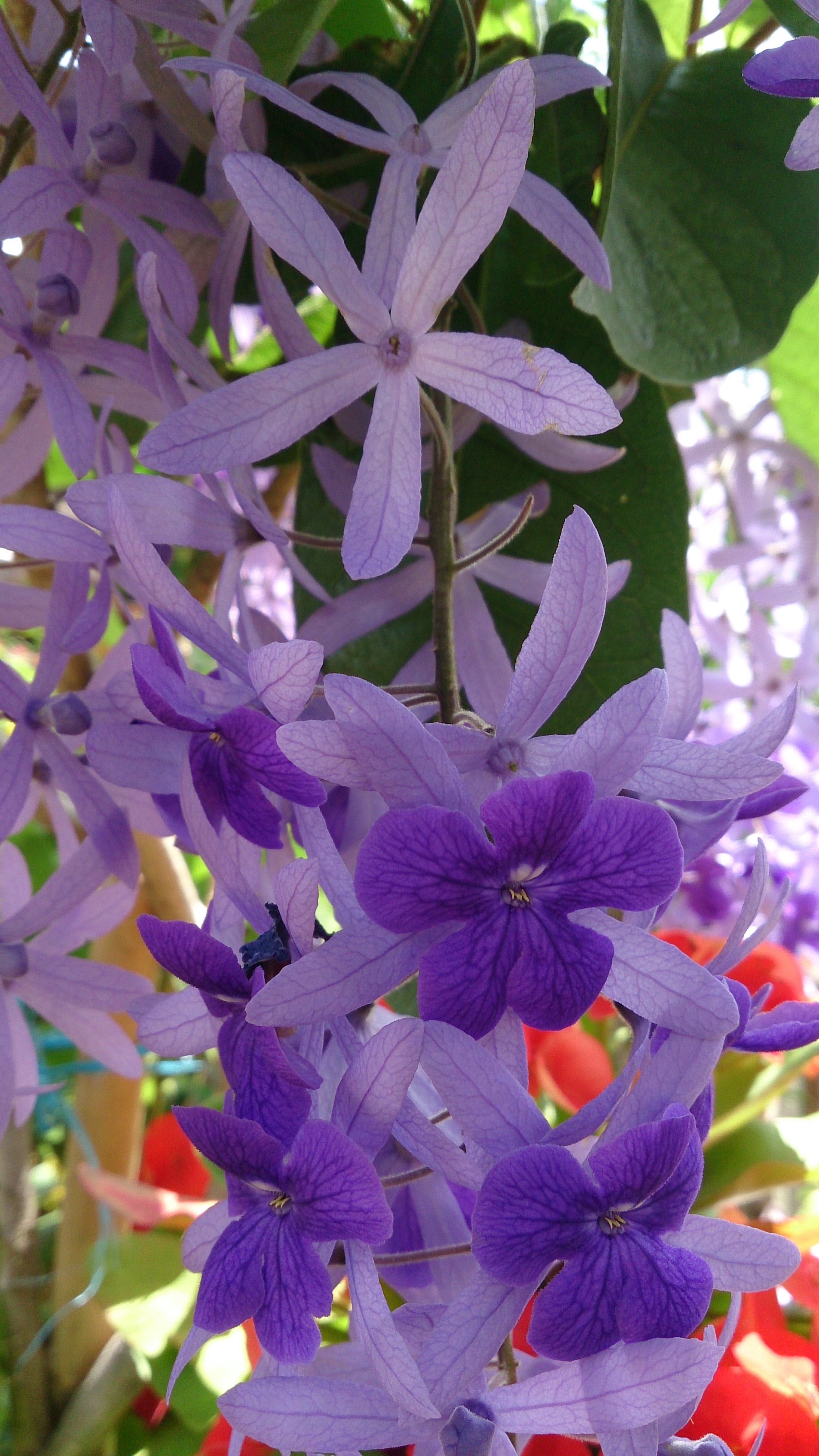 Petrea