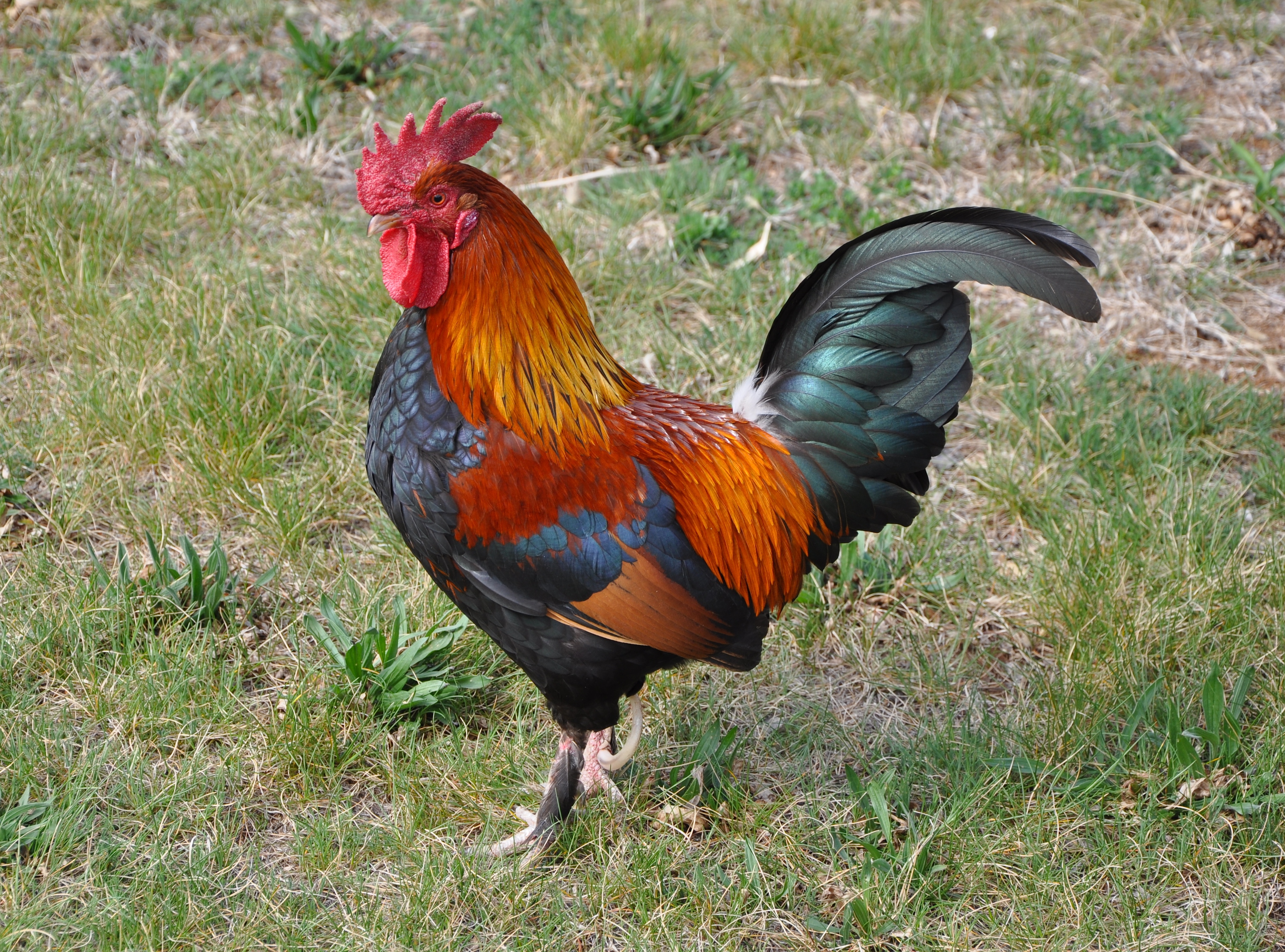 Lecocq