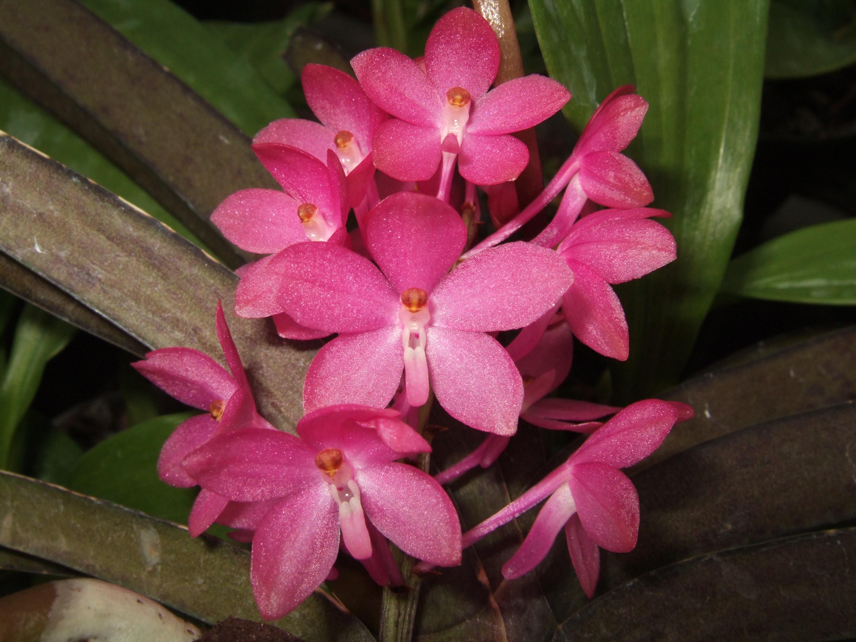 Vanda