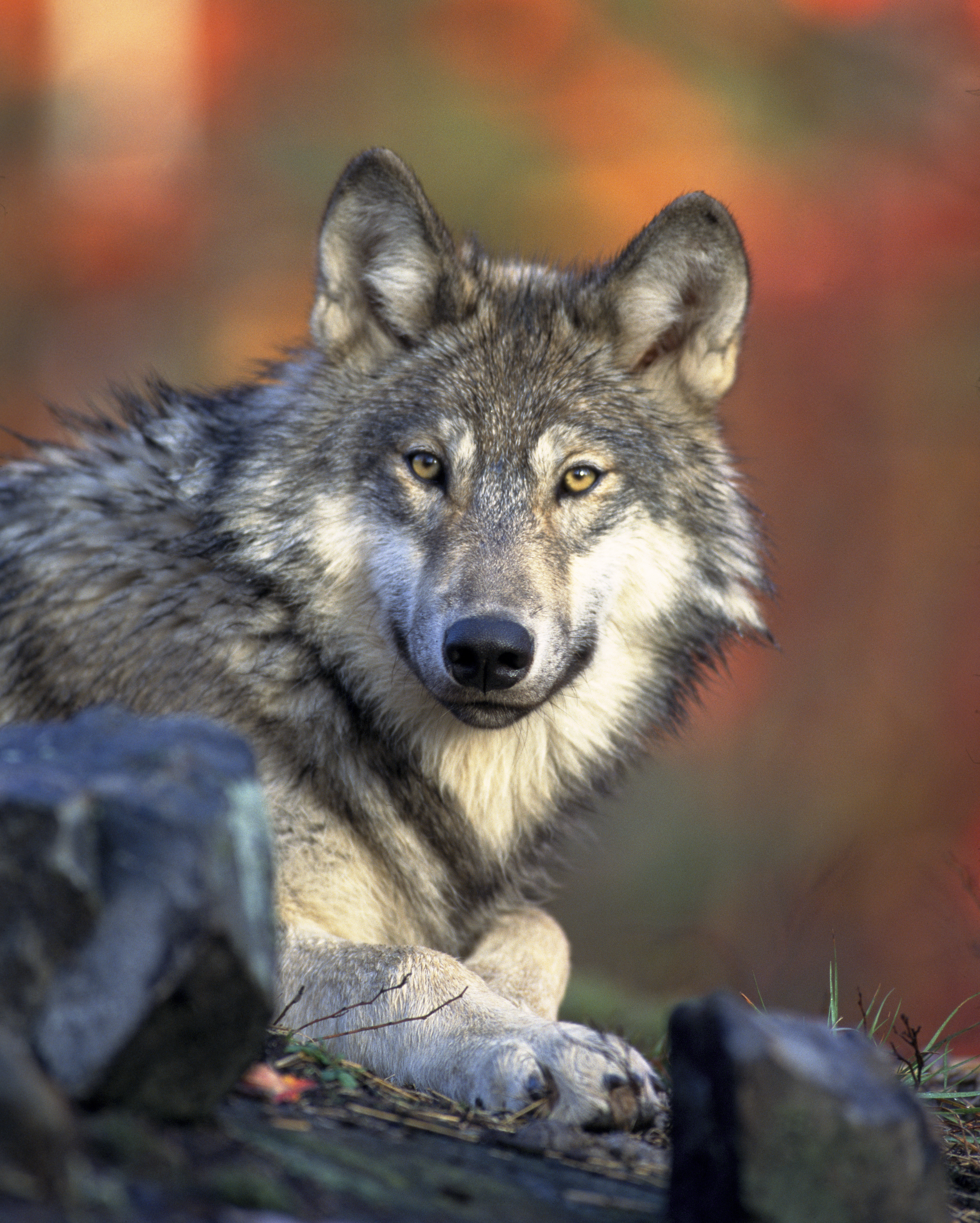 Wulf