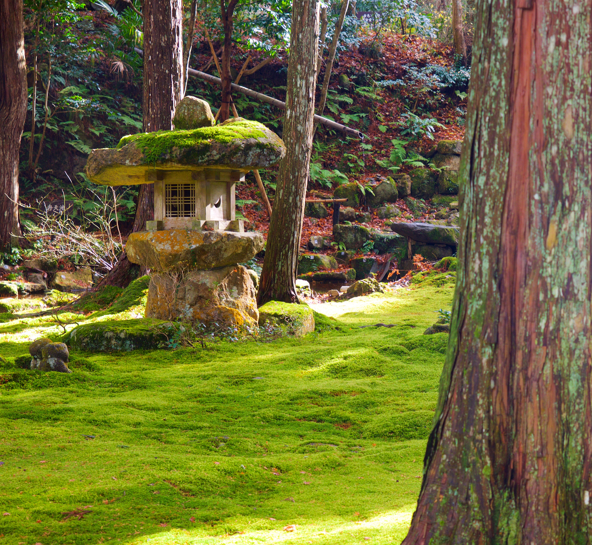 Moss