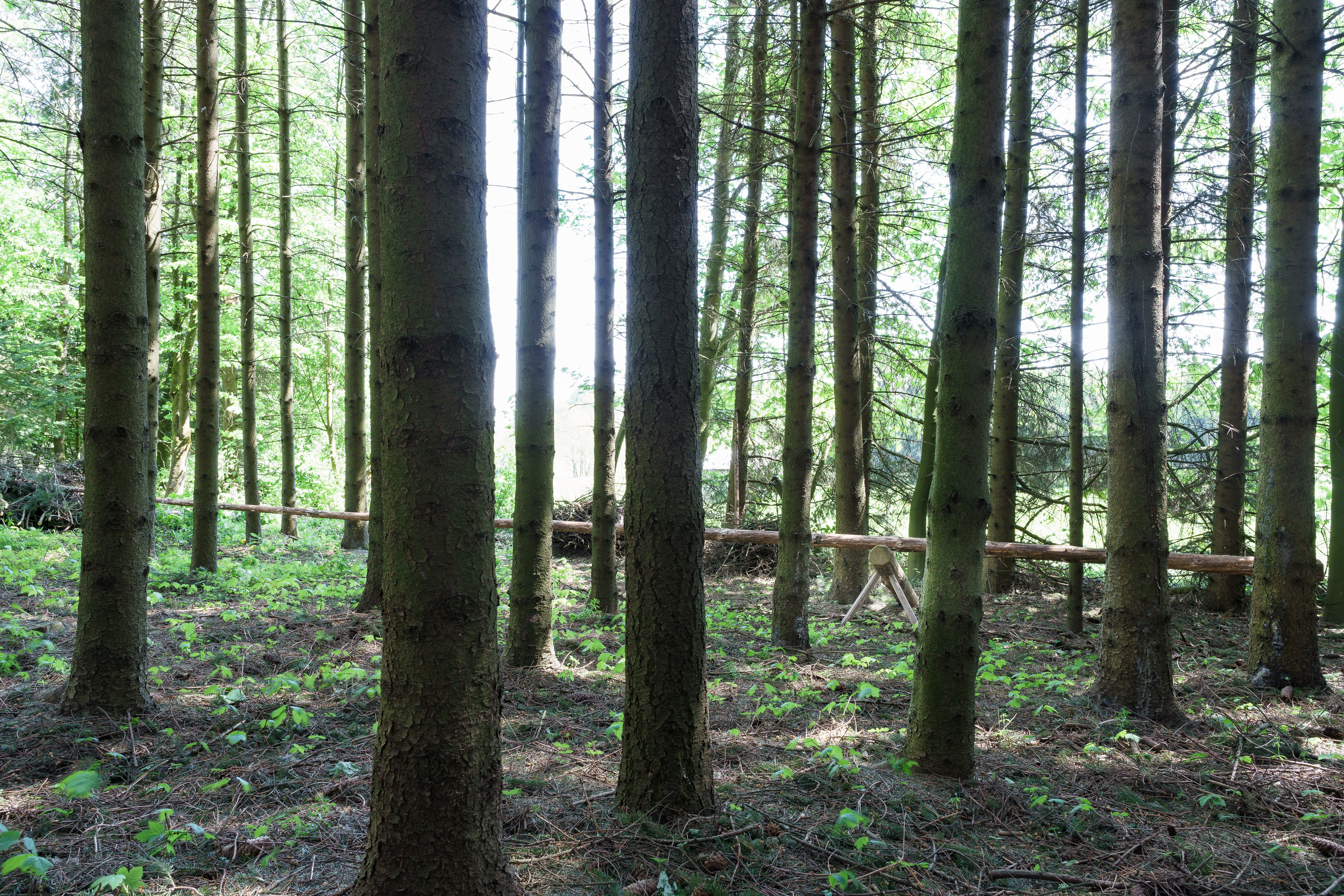 Spruce