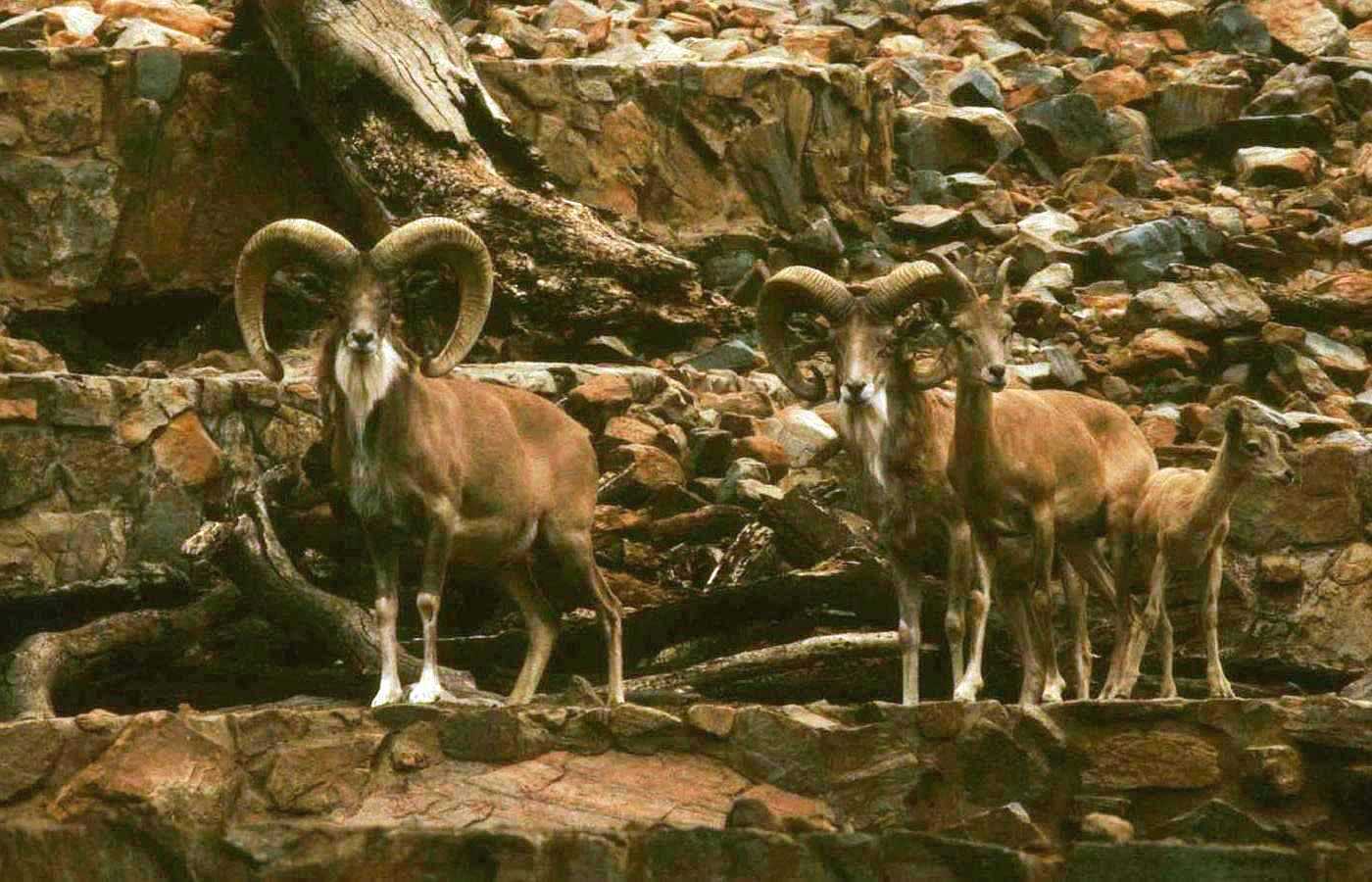 Urial