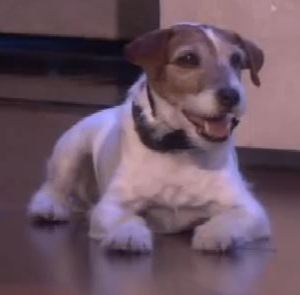 Uggie