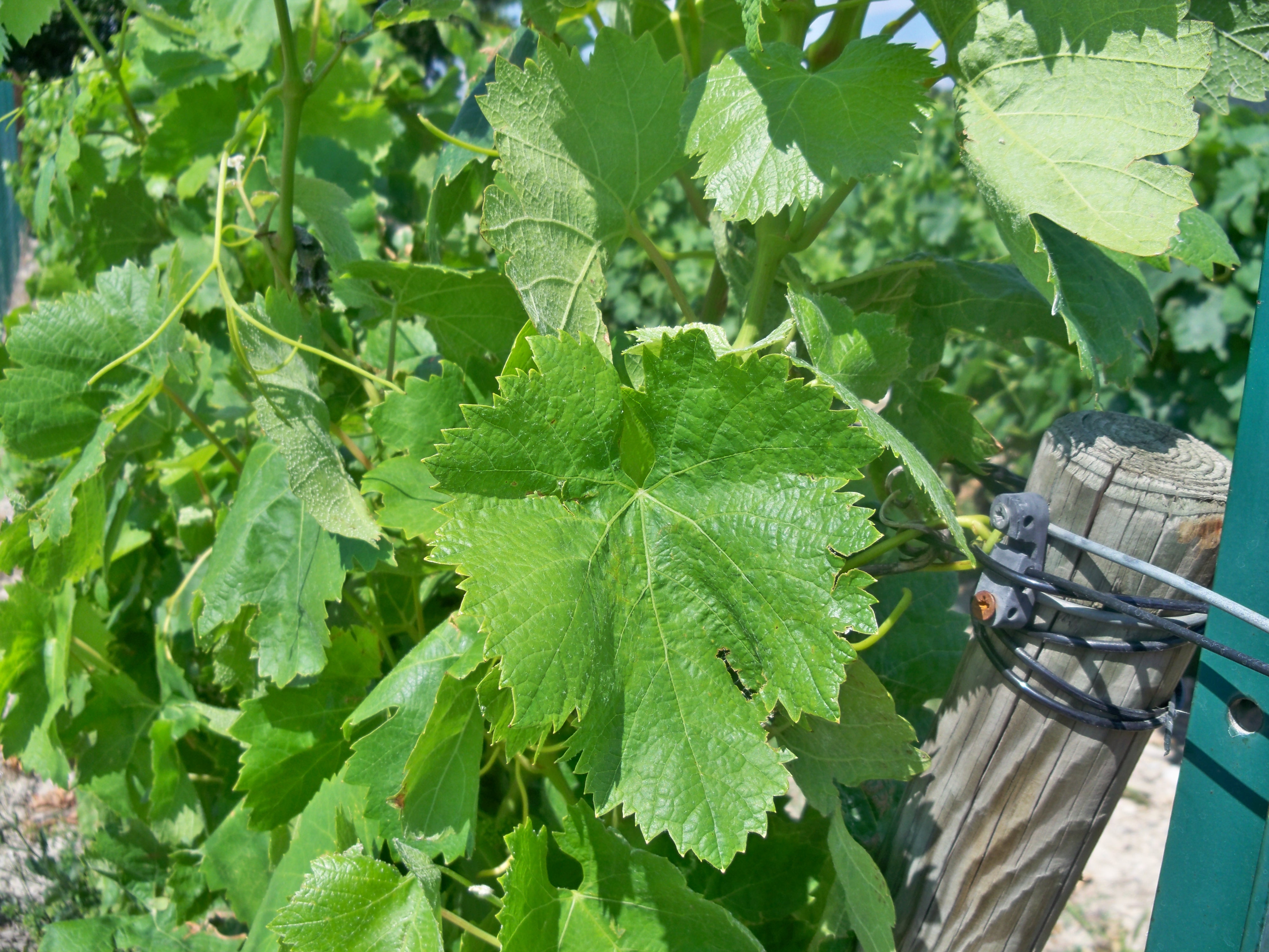 Carignan