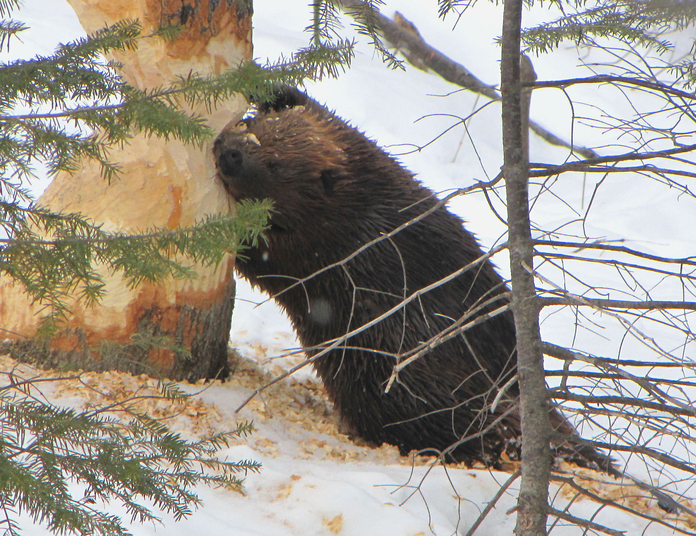 Beaver
