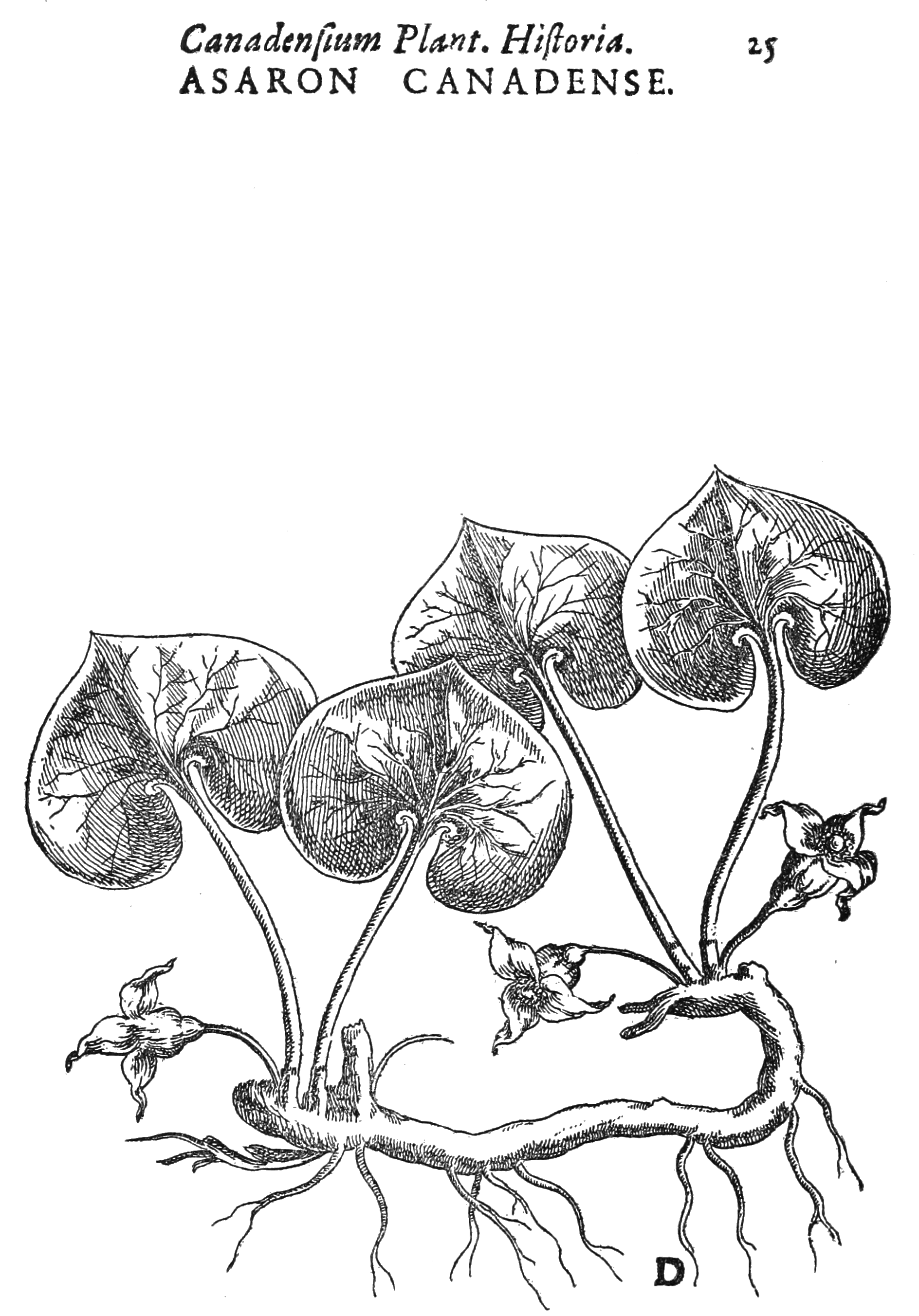Cornut