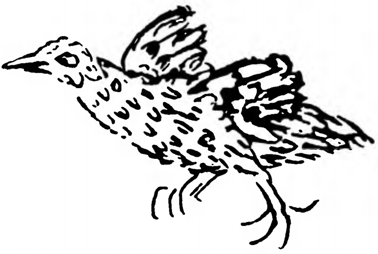 Mundy, Peter