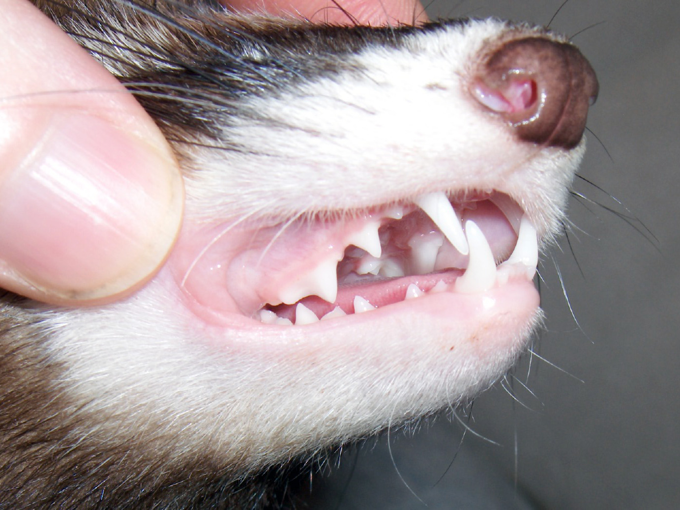 Ferret