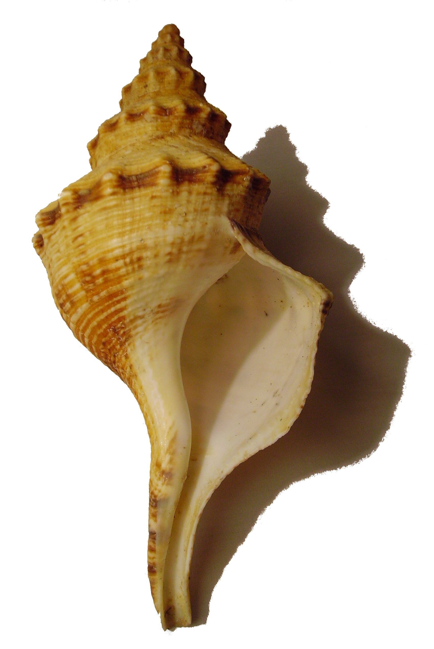 Tacita