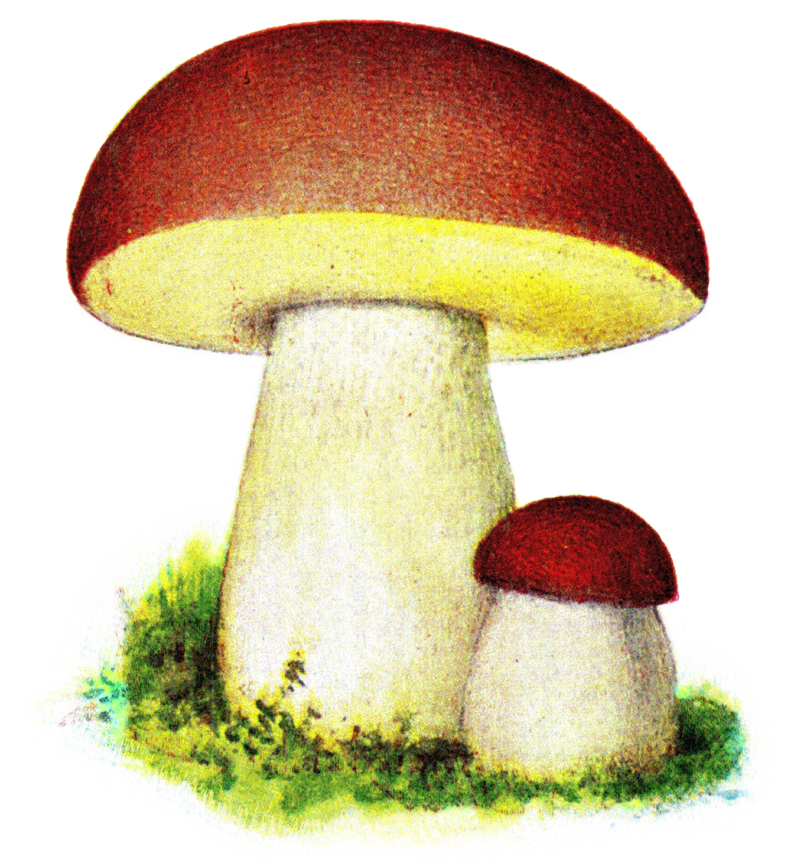 Morel