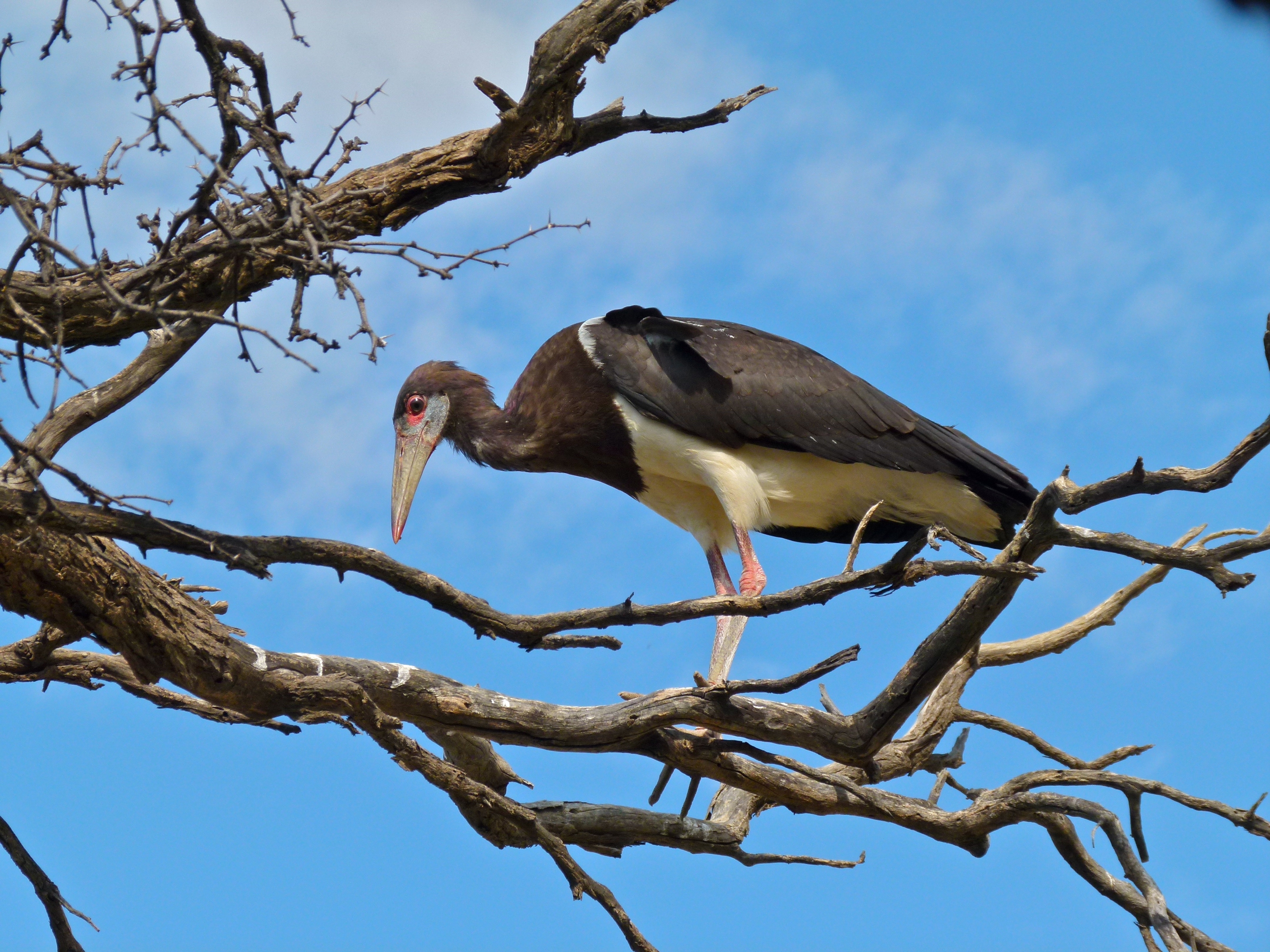 Stork