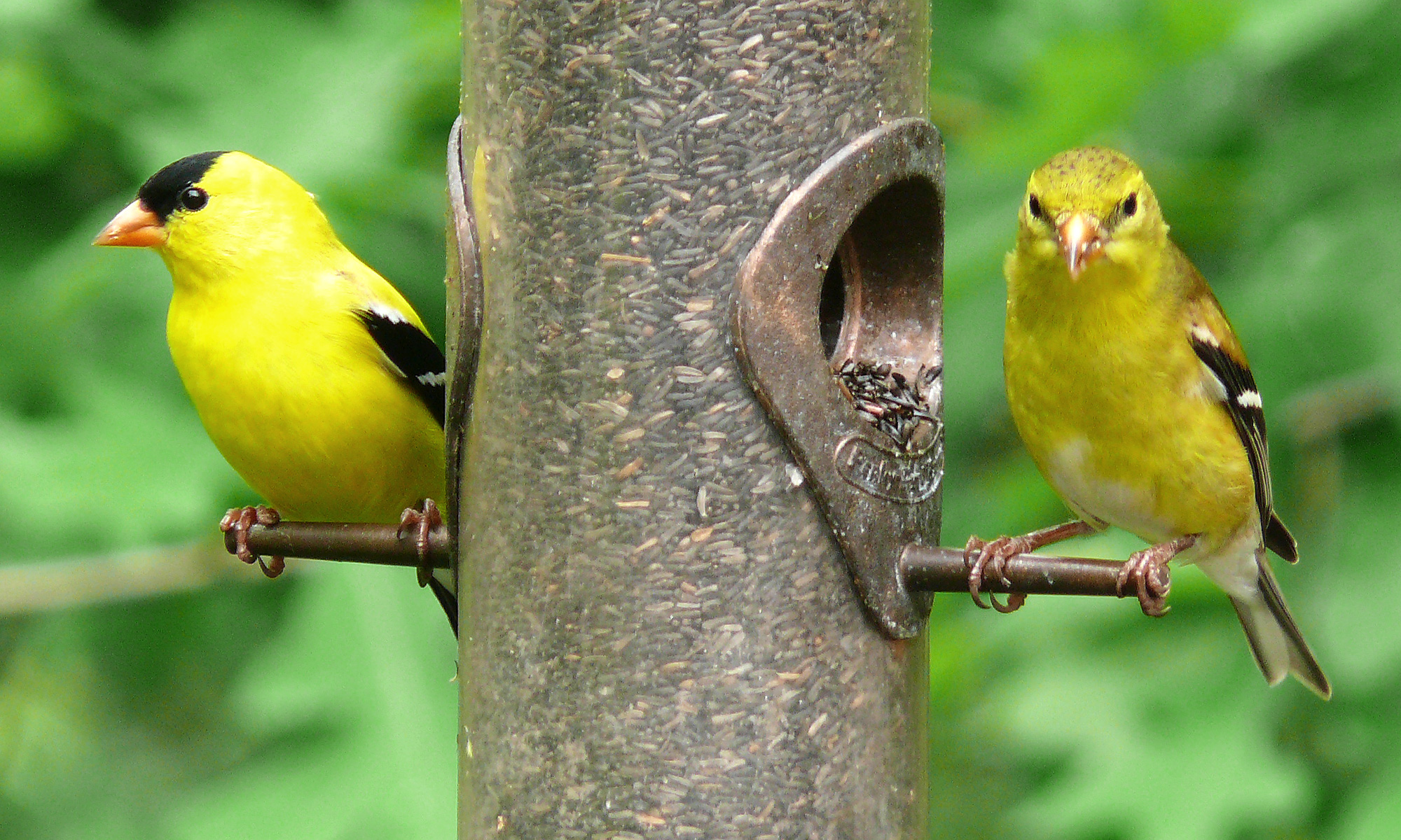 Finch
