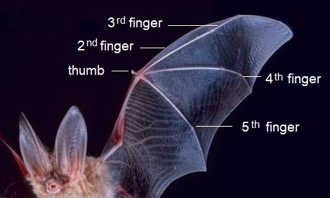 Finger