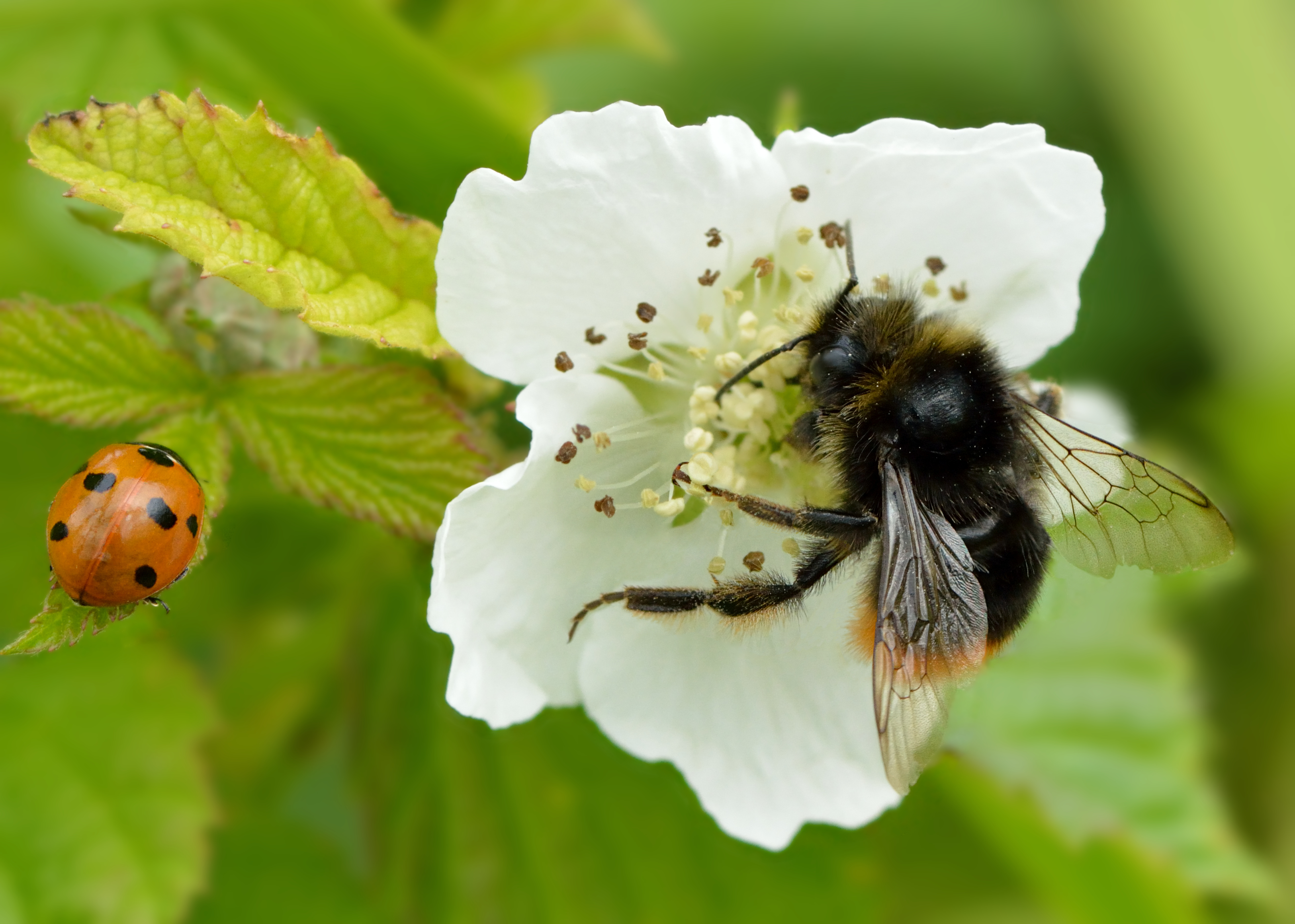 Dewberry