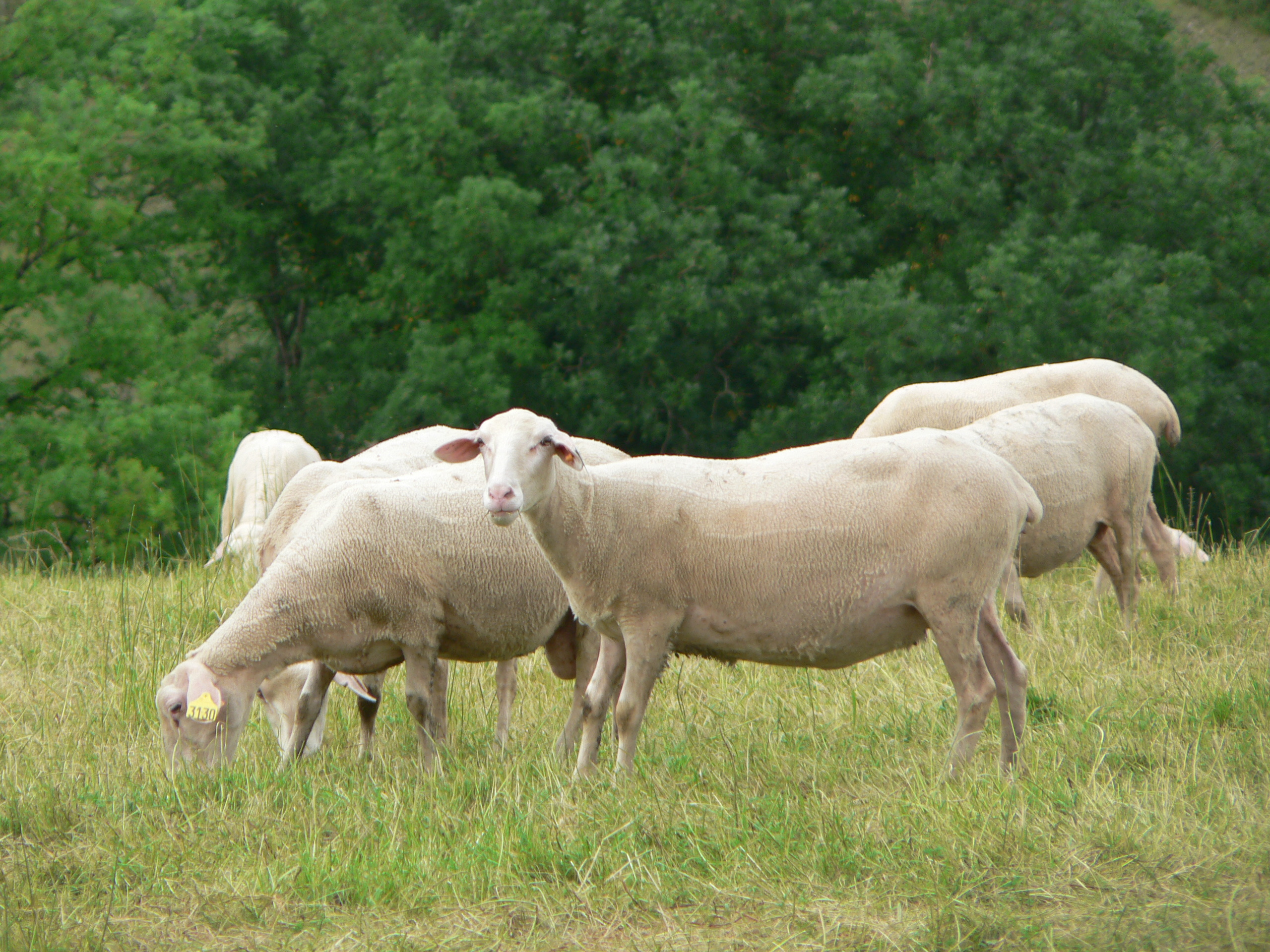 Roquefort