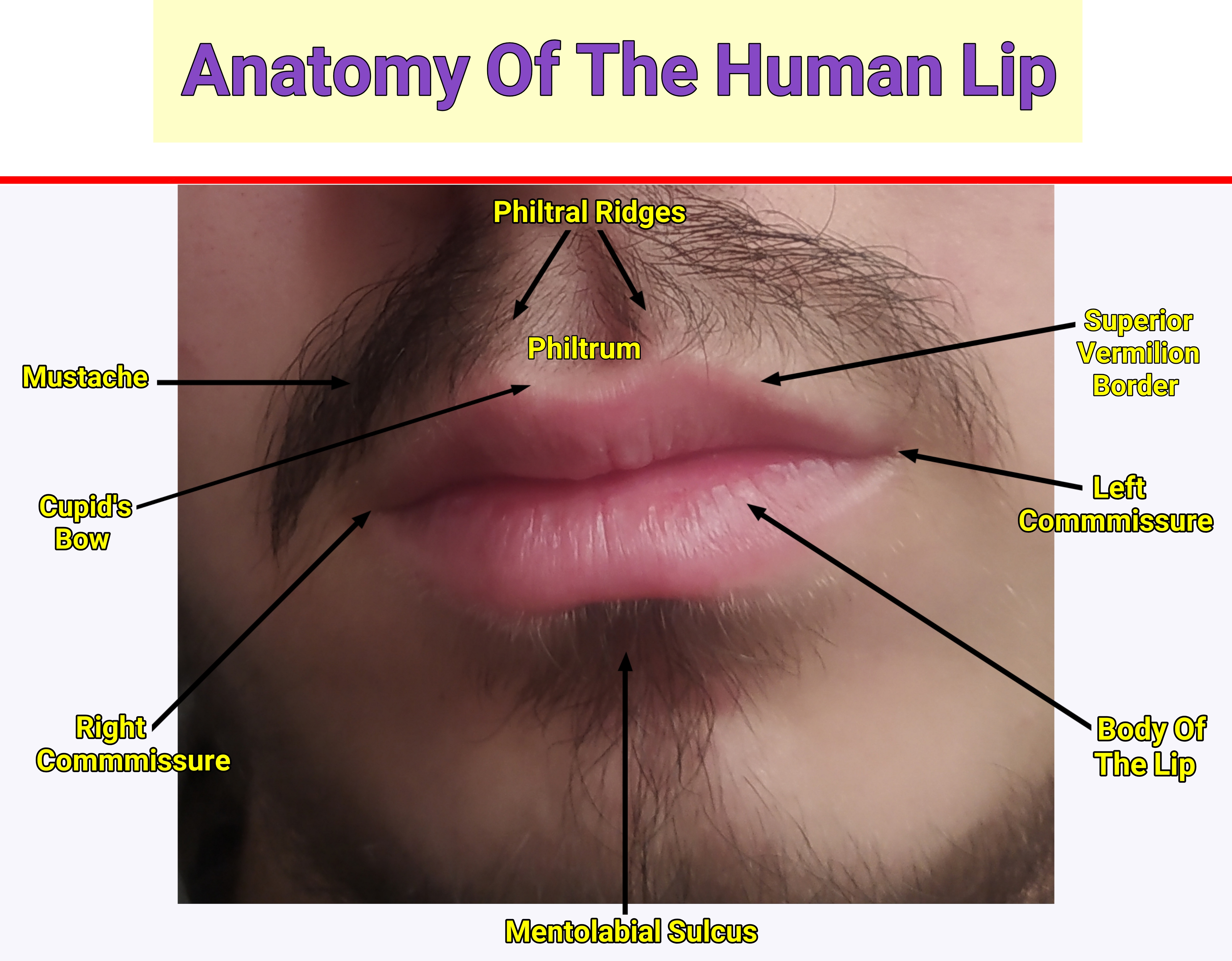 Lips