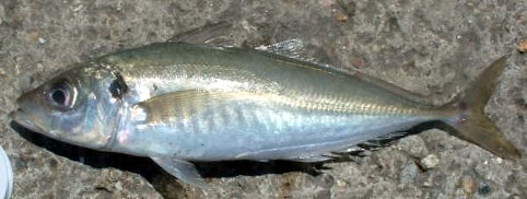 Saurel