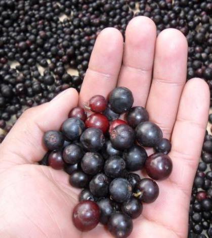 Blueberry