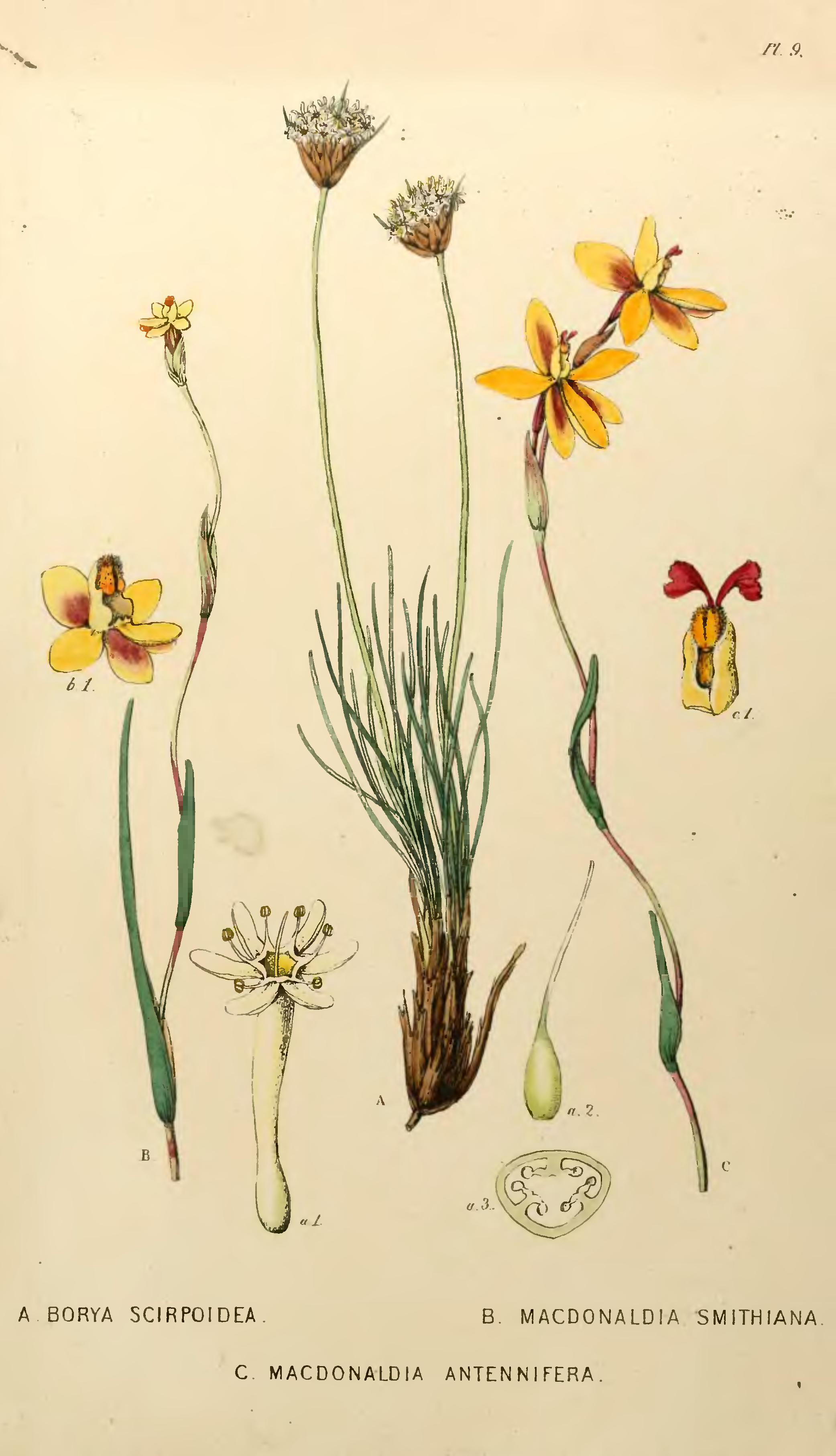 Lindley, John
