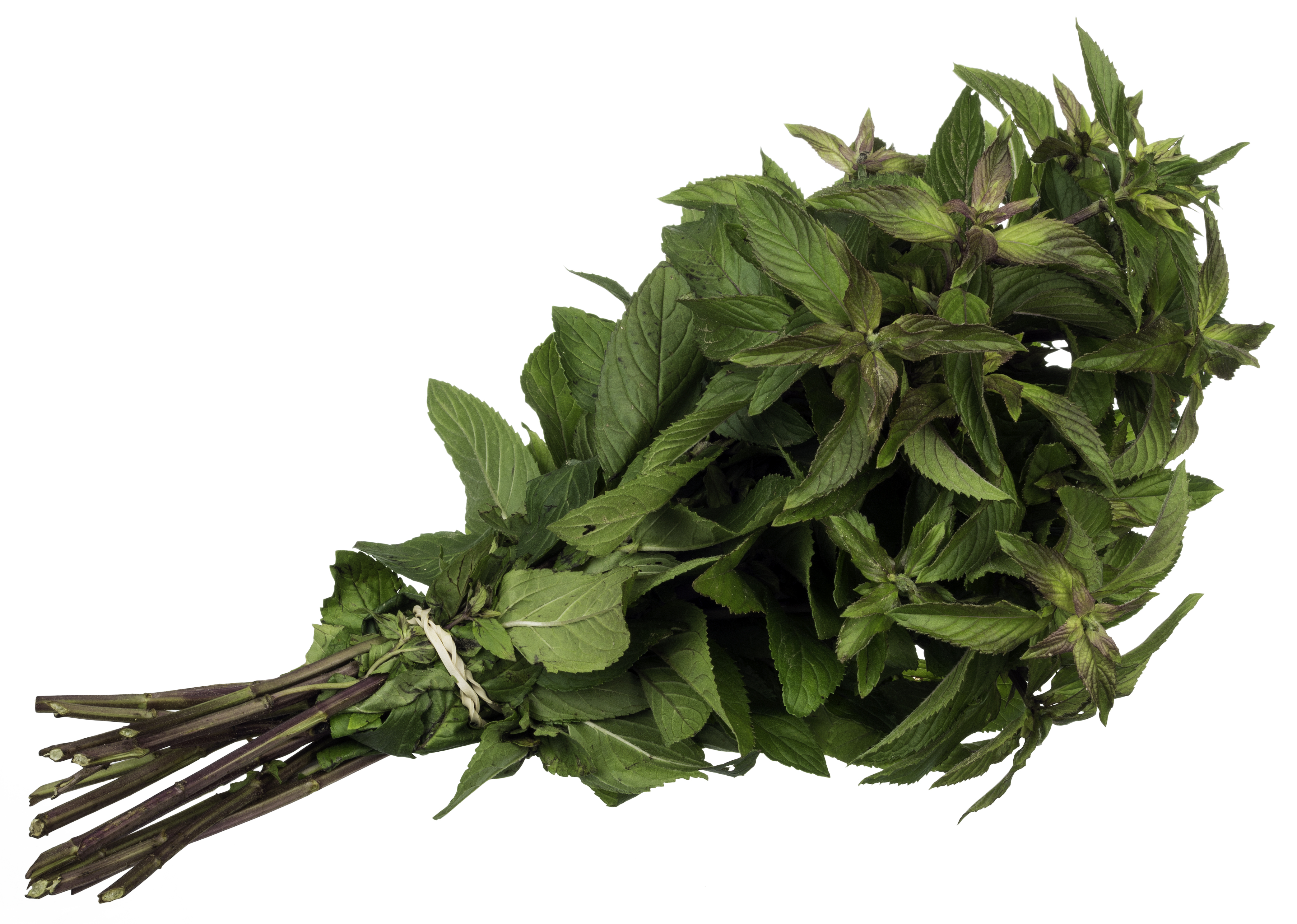 Mentha