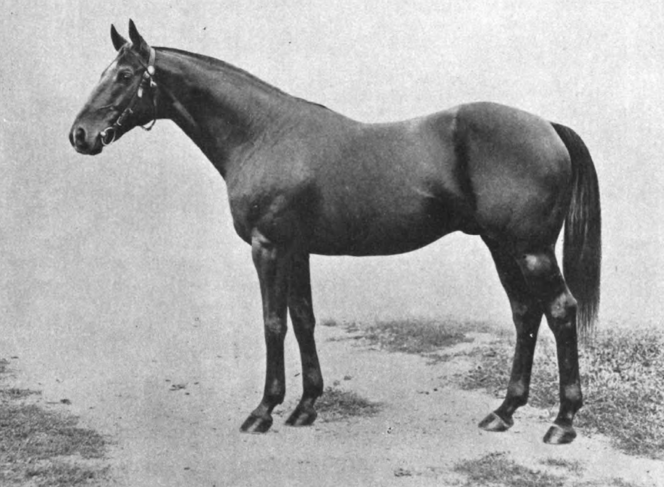 Wildair