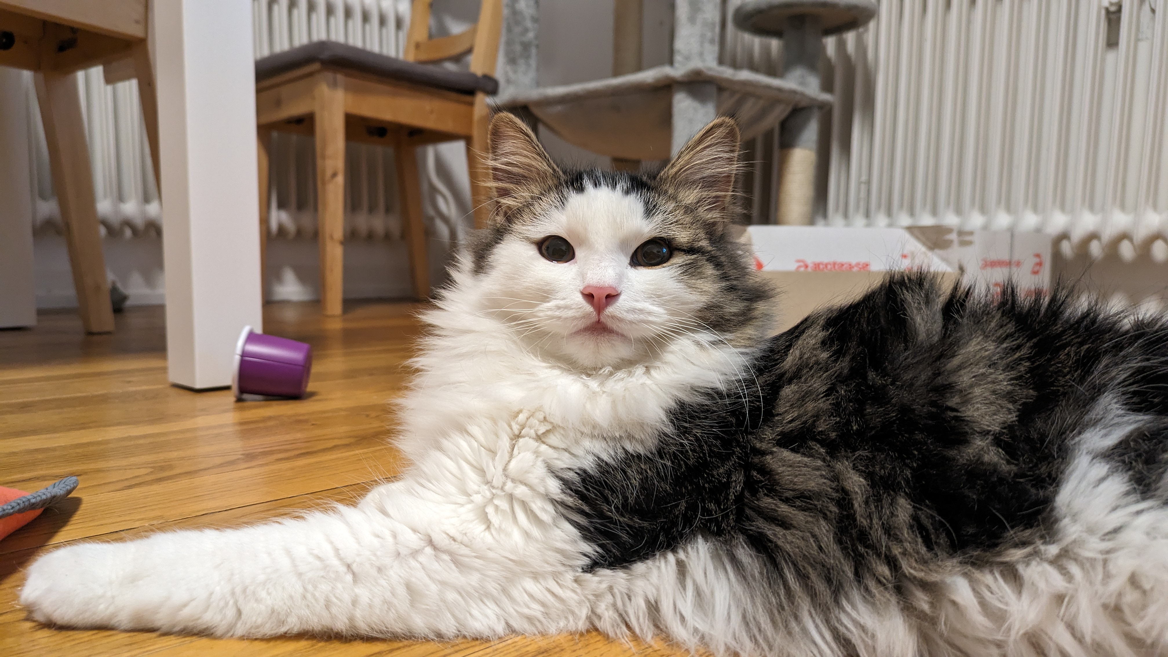 Moggy