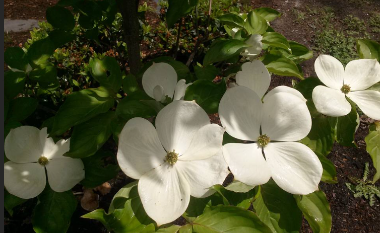 Cornus