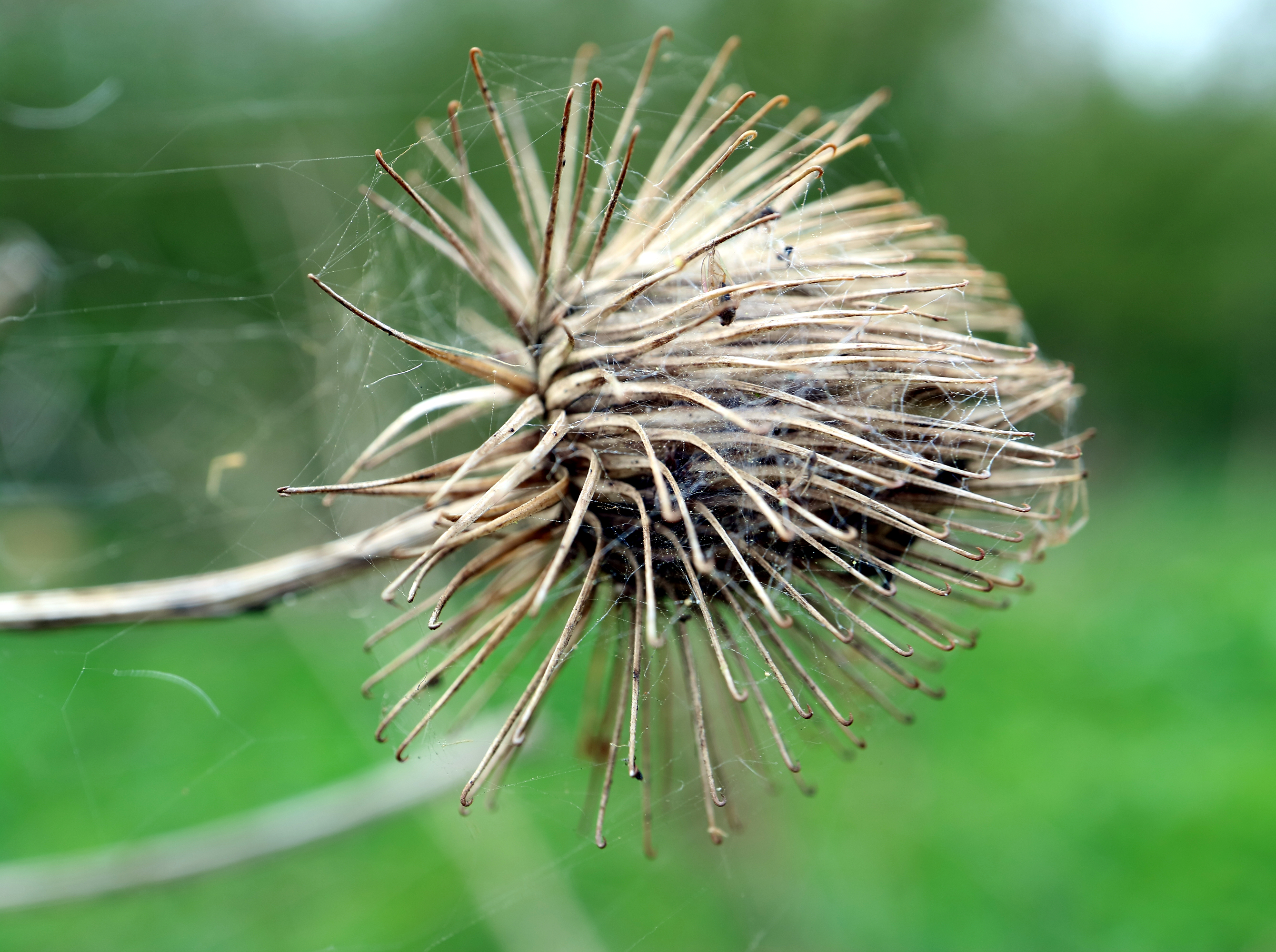 Bur