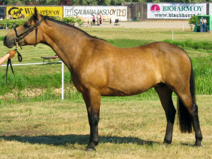 Pony