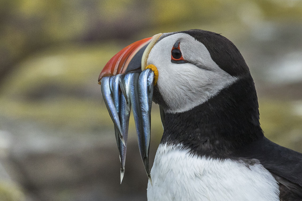 Puffin