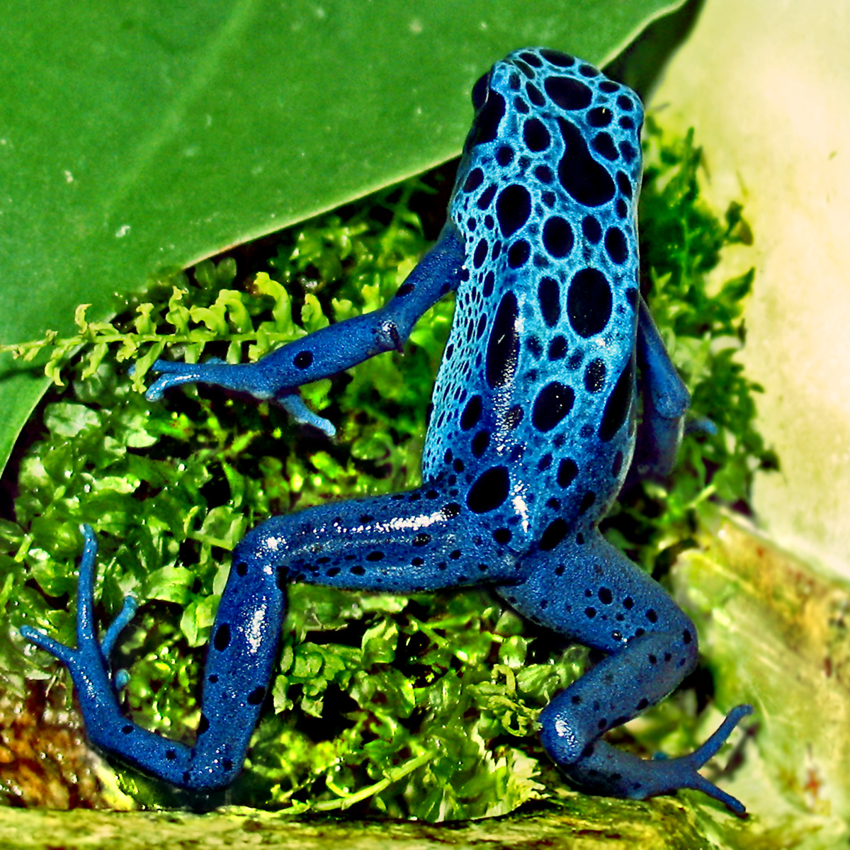 Blue
