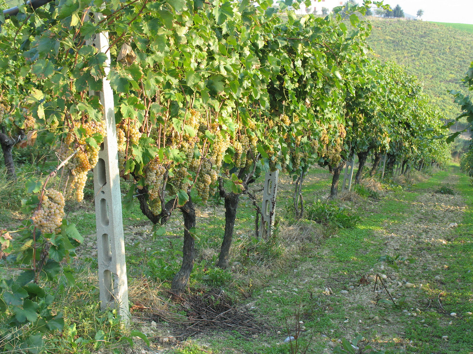 Trebbiano