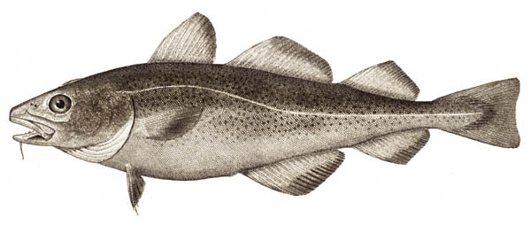 Salmon