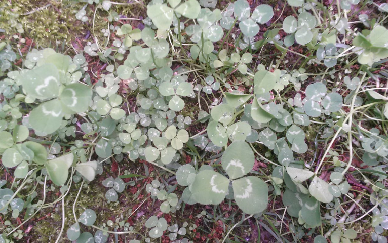 Clover