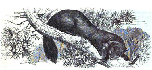 Sable