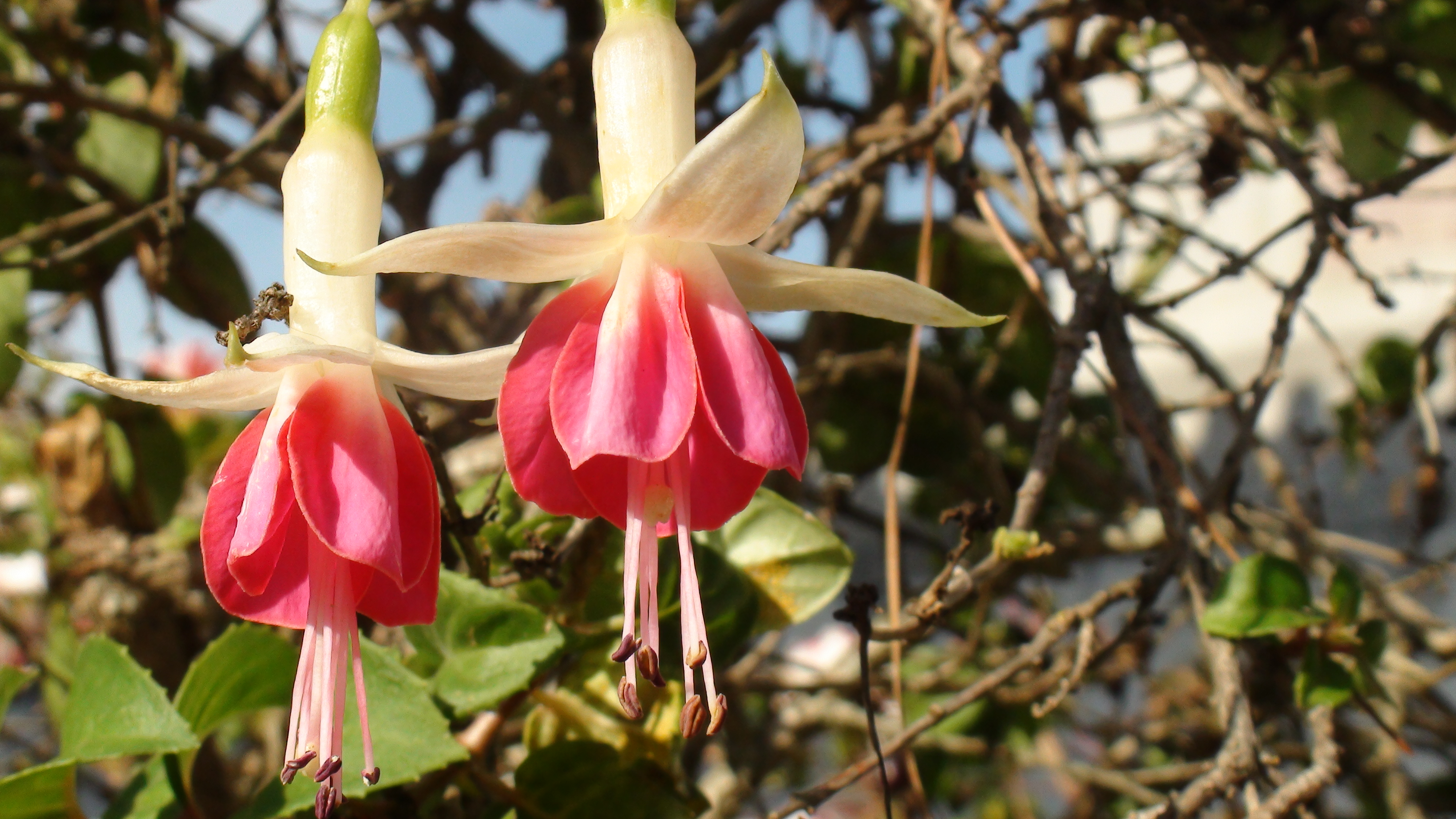 Fuschia