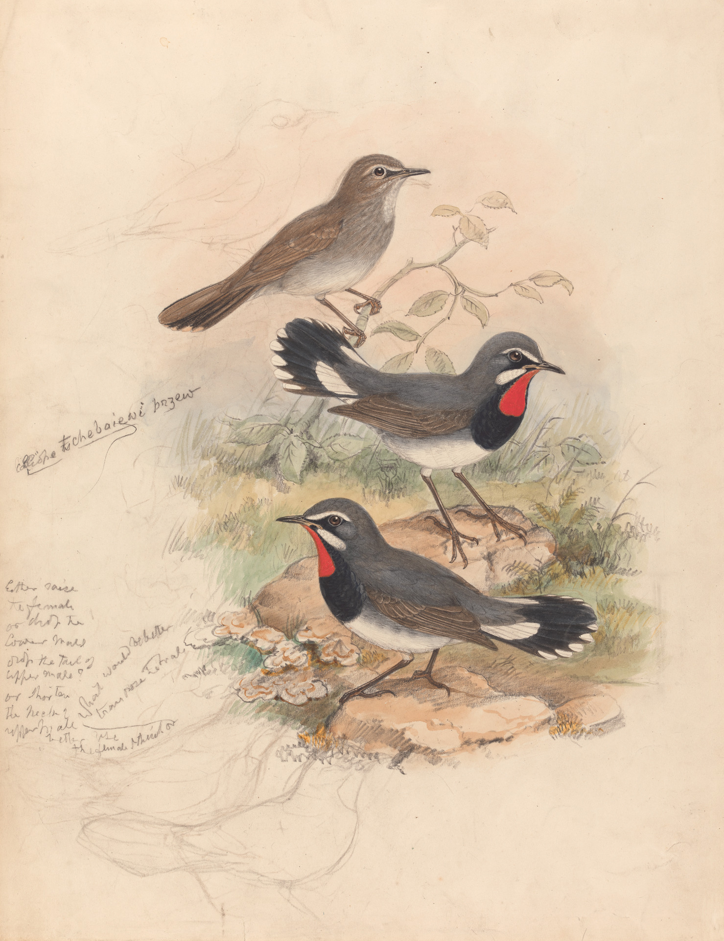 Gould, John