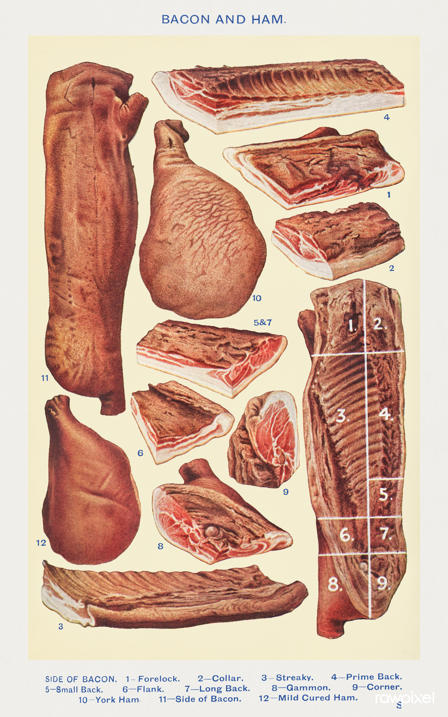 Lardon