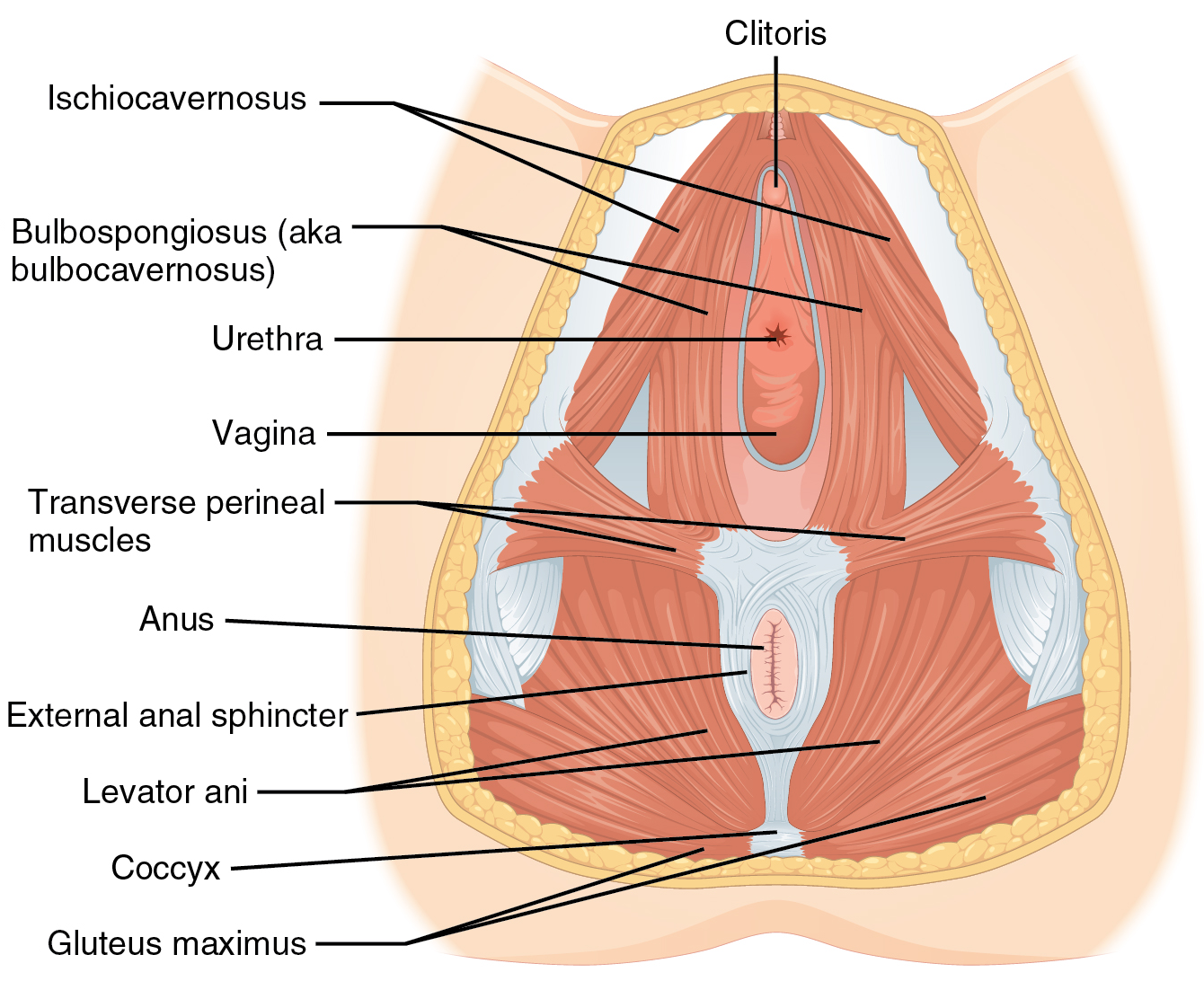 Clit