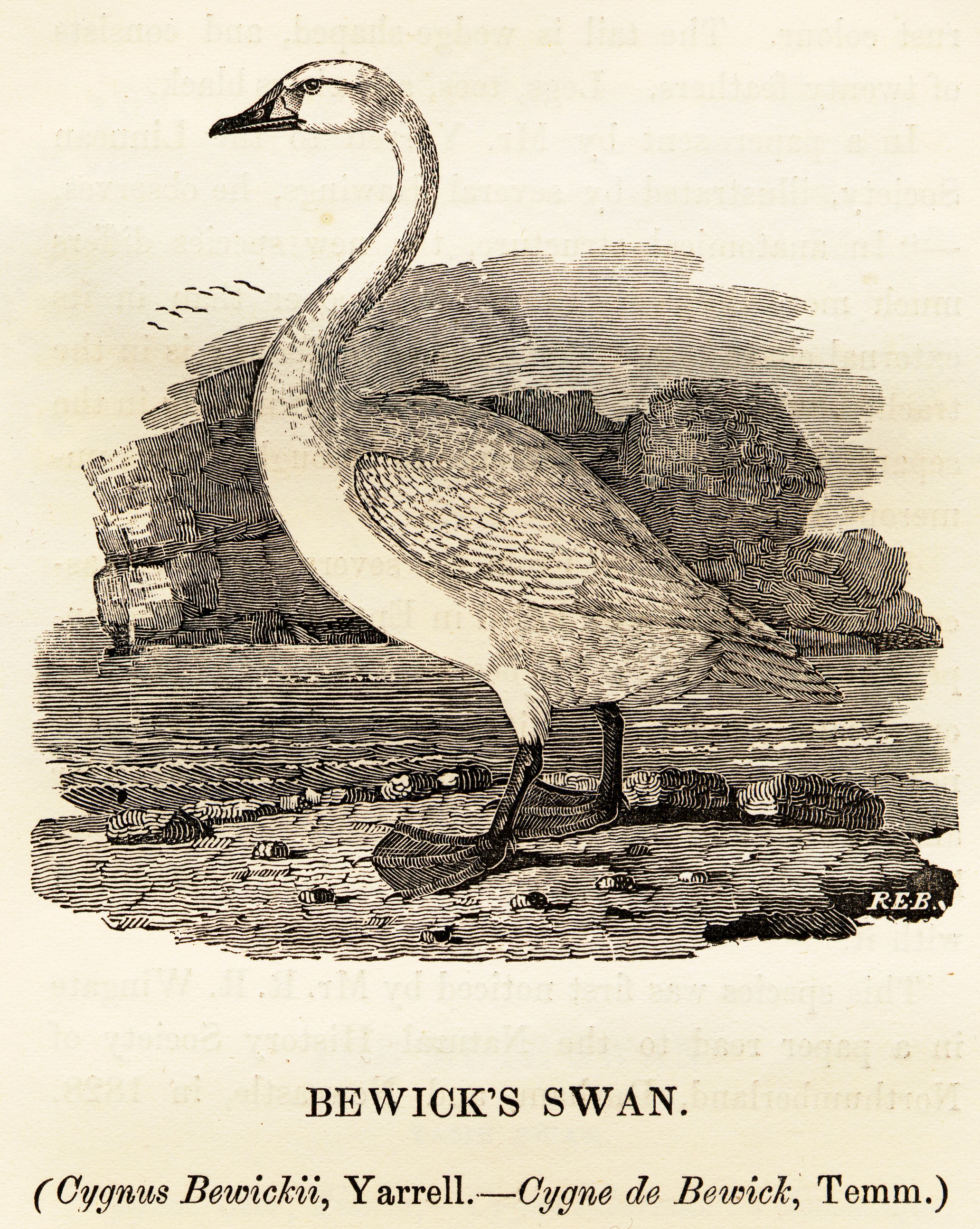 Thomas Bewick