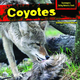 Coyotes