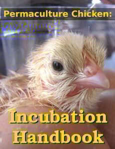 Incubating and Hatching Homegrown Chicks
