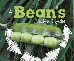 Bean's Life Cycle