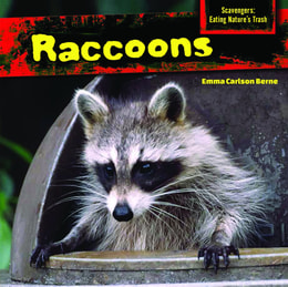 Raccoons