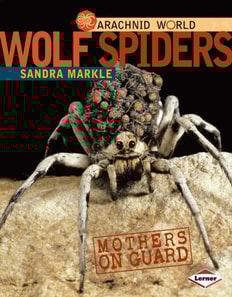 Wolf Spiders