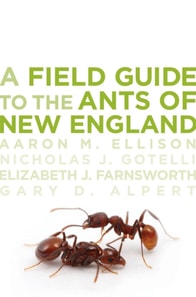 Field Guide to the Ants of New England
