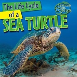 Life Cycle of a Sea Turtle