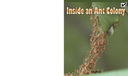 Inside an Ant Colony