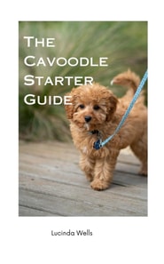 Cavoodle Starter Guide